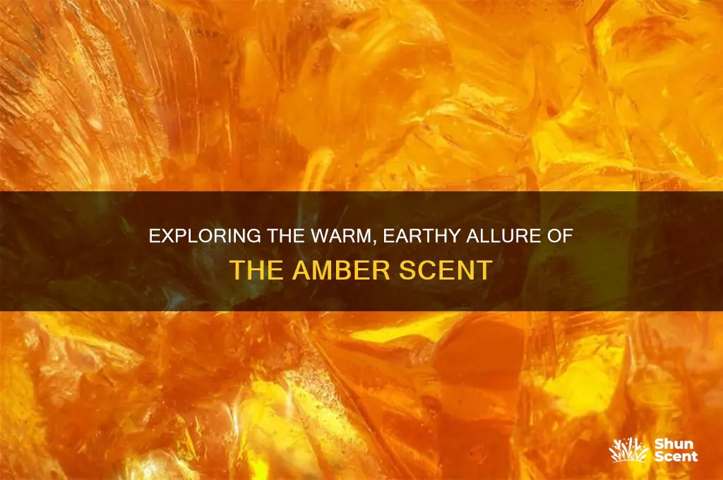 what is the amber scent