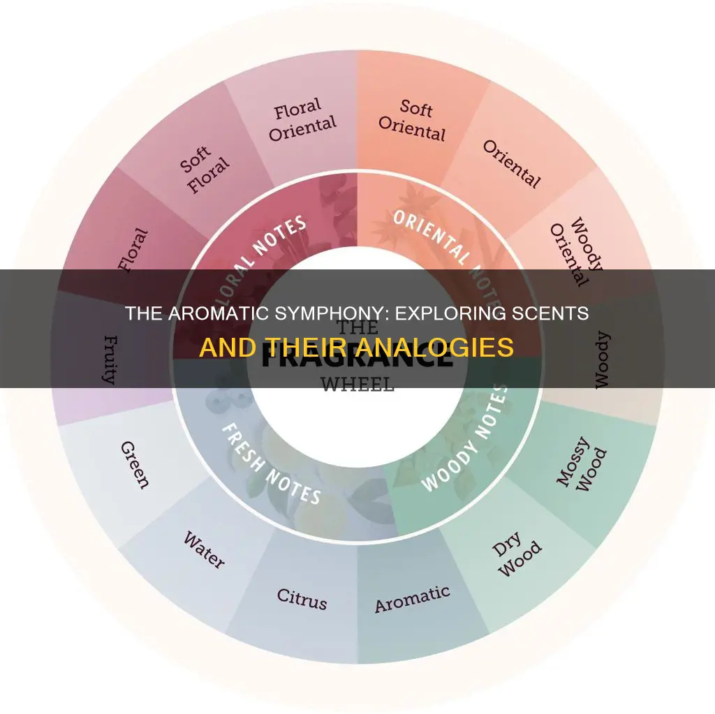 what is the analogies for aroma