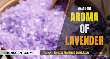 The Soothing Scent of Lavender: A Comprehensive Guide