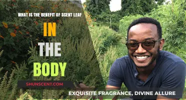 Scent Leaf Benefits: Boosting Health and Wellness Naturally