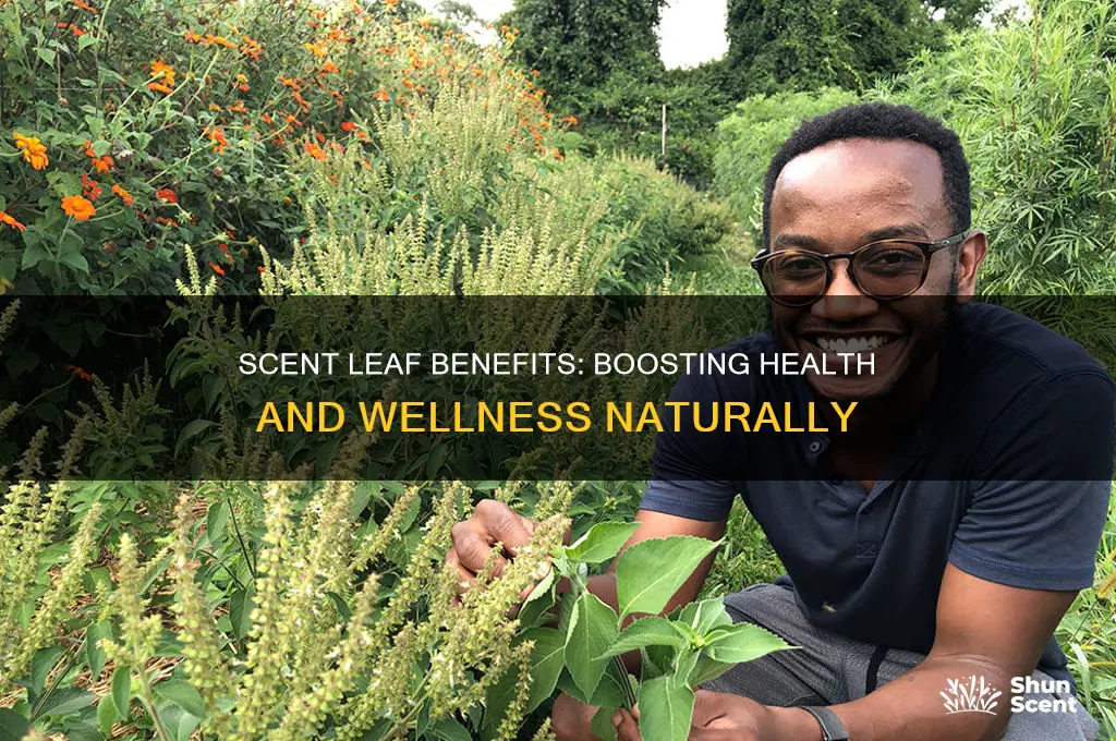 what is the benefit of scent leaf in the body
