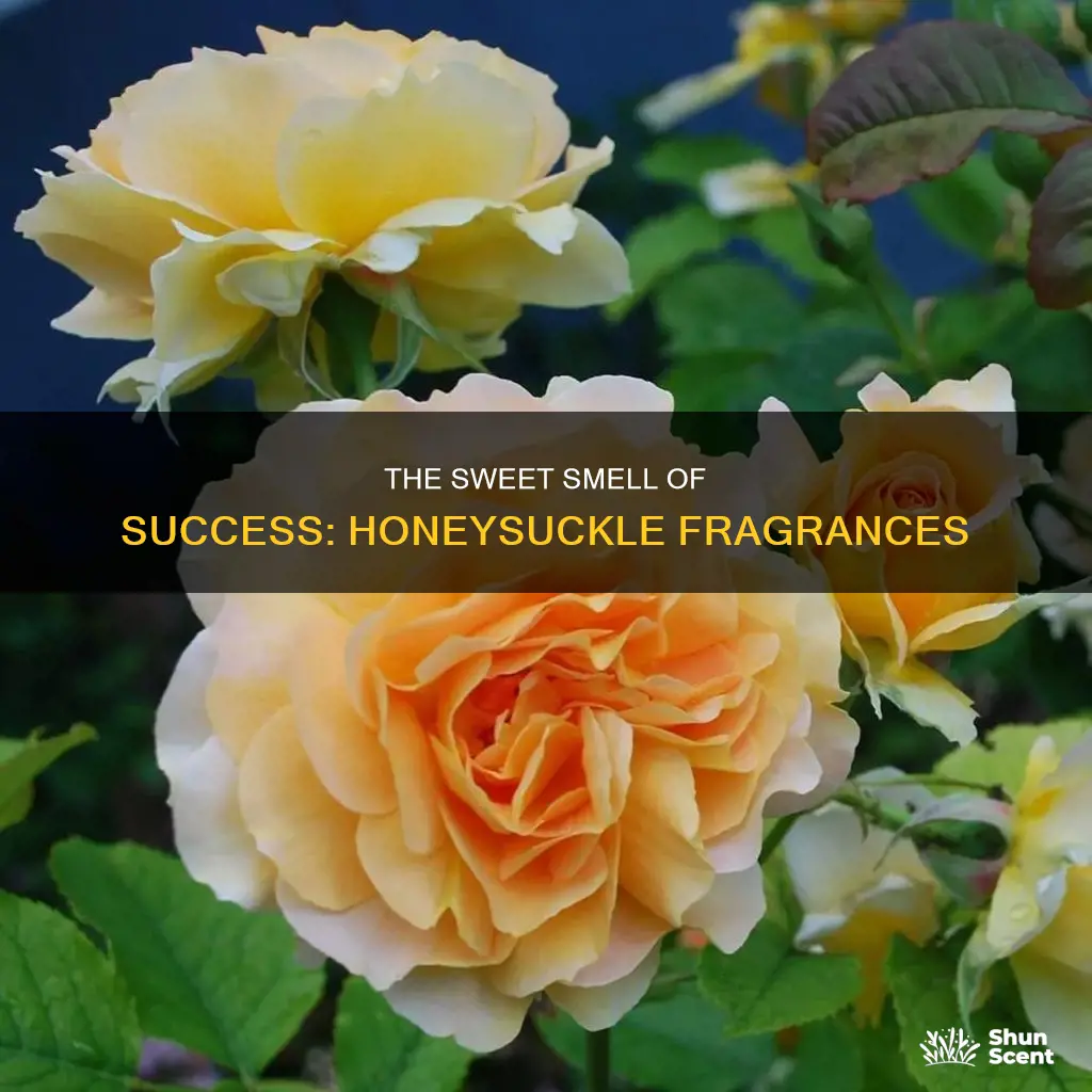 what is the best honeysuckle fragrance