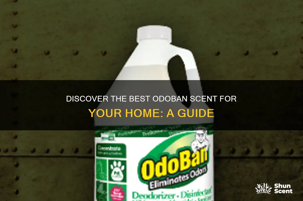 what is the best odoban scent