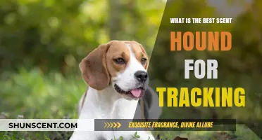 Top Scent Hounds for Tracking: Finding the Perfect Trail Companion