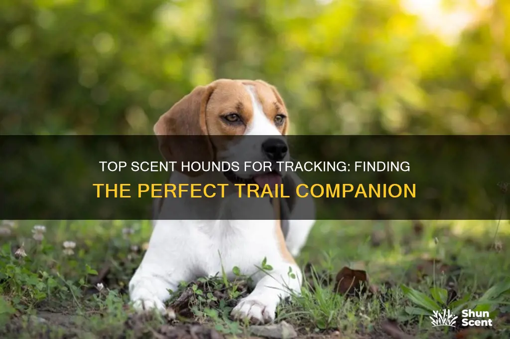 what is the best scent hound for tracking