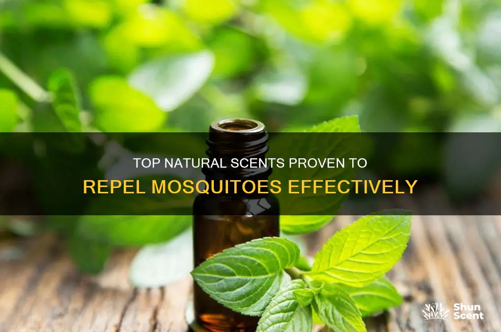 what is the best scent to keep mosquitoes away