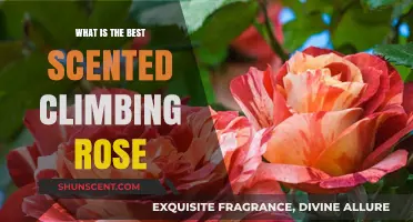 Discover the Most Fragrant Climbing Roses for Your Garden