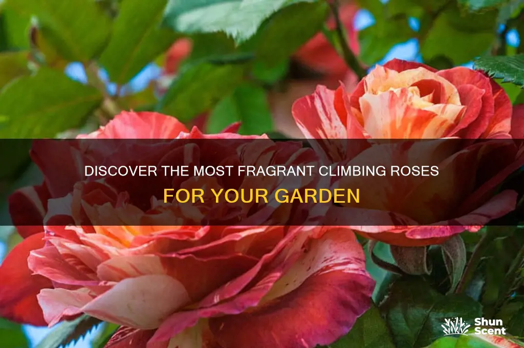 what is the best scented climbing rose