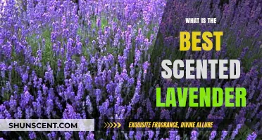 Discover the Most Fragrant Lavender Varieties for Your Garden