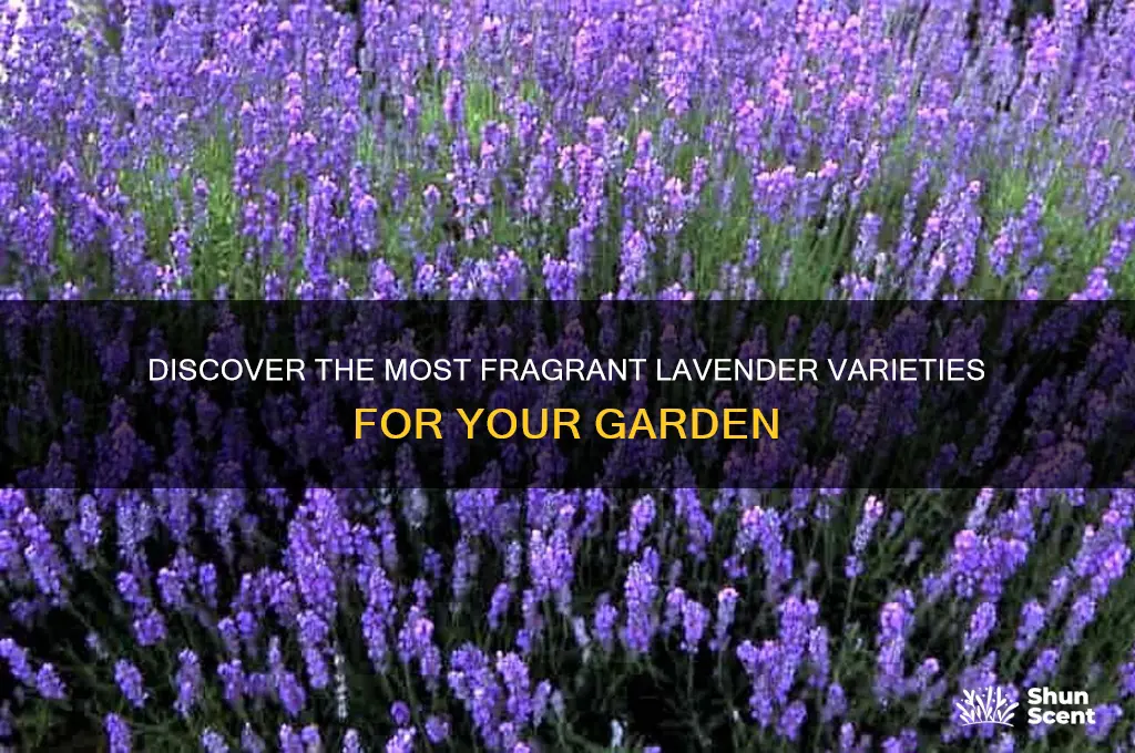 what is the best scented lavender