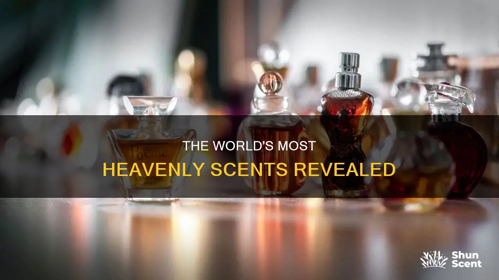 what is the best smelling fragrance in the world