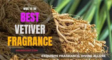 The Ultimate Vetiver Fragrance Guide for You