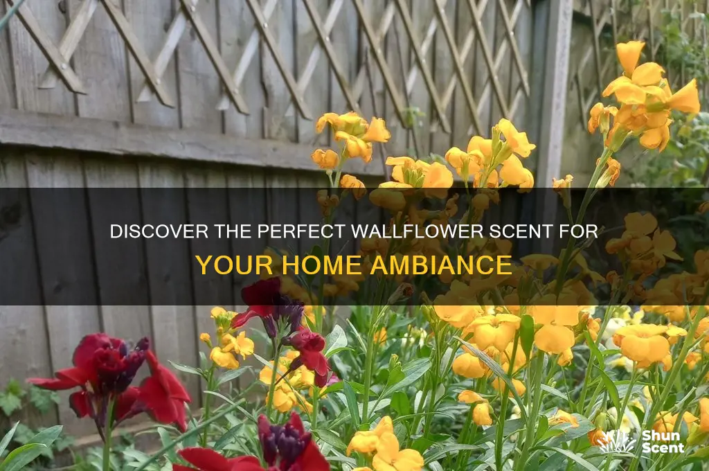 what is the best wallflower scent