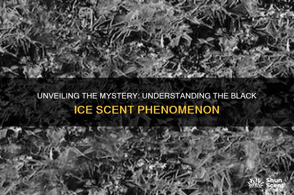 what is the black ice scent