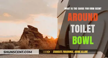 Why Does Your Toilet Bowl Smell Like Urine? Common Causes Explained