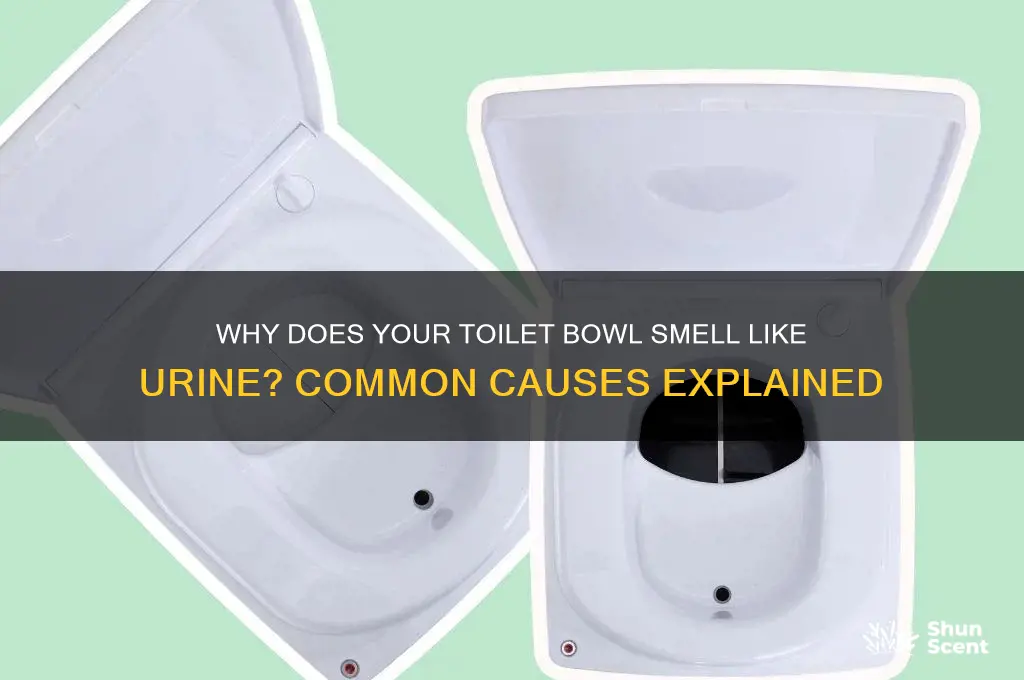 what is the cause for urin scent around toilet bowl