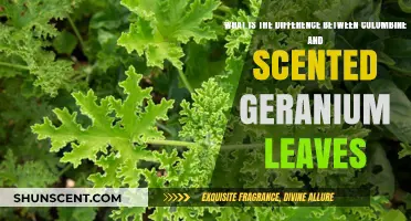 Columbine vs. Scented Geranium: Unveiling Leaf Differences and Uses
