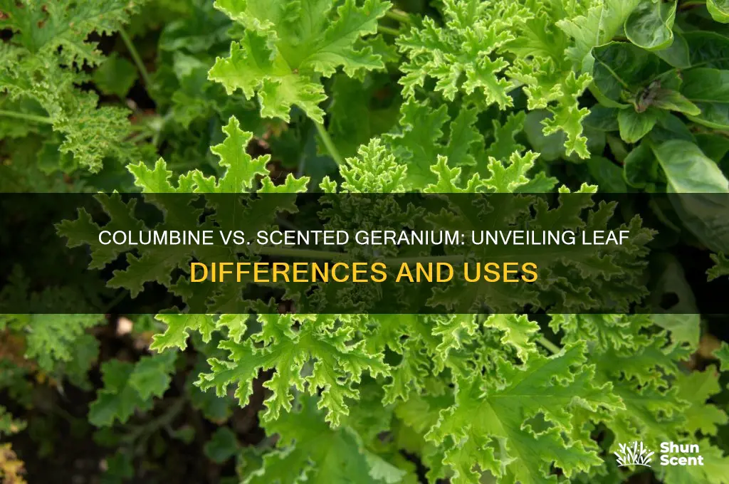 what is the difference between columbine and scented geranium leaves