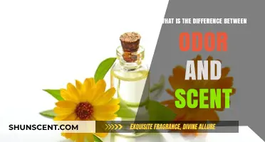 Odor vs. Scent: Understanding the Key Differences and Meanings