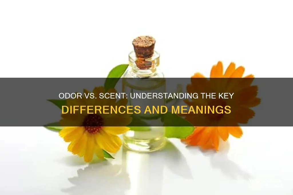 what is the difference between odor and scent