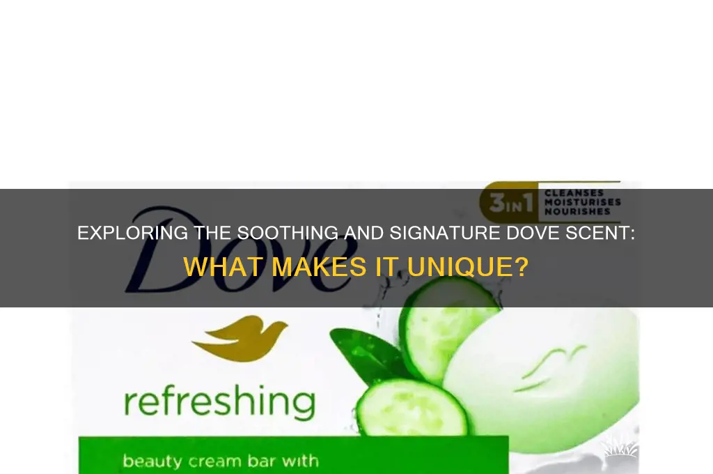 what is the dove scent