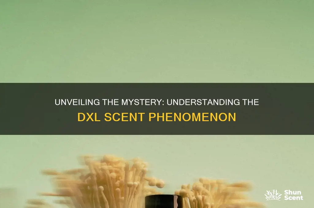 what is the dxl scent