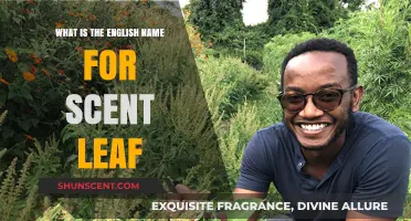 Discovering the English Name for Scent Leaf: A Fragrant Herb Guide