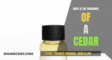 The Cedar's Scent: A Fragrant Journey Through Forests