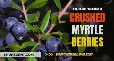 The Aromatic Secret of Crushed Myrtle Berries