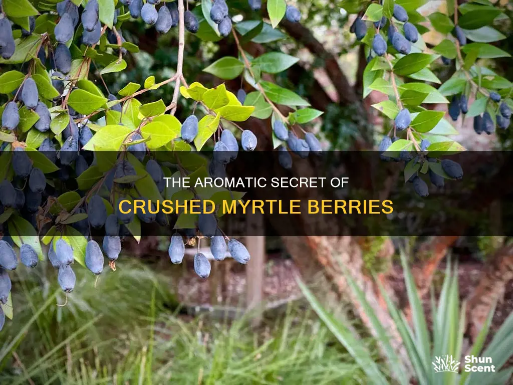 what is the fragrance of crushed myrtle berries