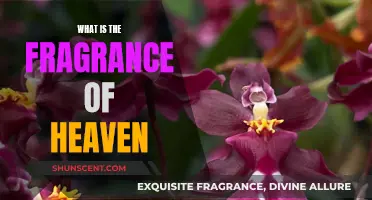 The Sweet Scent of Heaven's Fragrance
