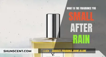 The Earth's Natural Perfume: Petrichor's Aroma