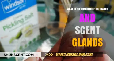 Oil and Scent Glands: Their Vital Functions Explained
