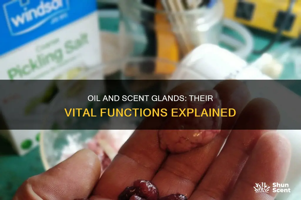 what is the function of oil glands and scent glands