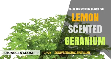 Lemon Scented Geranium Growing Season: A Complete Guide