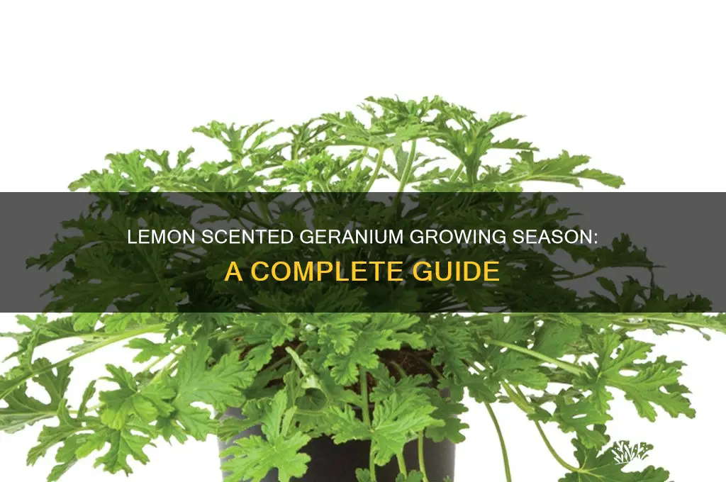 what is the growing season for lemon scented geranium