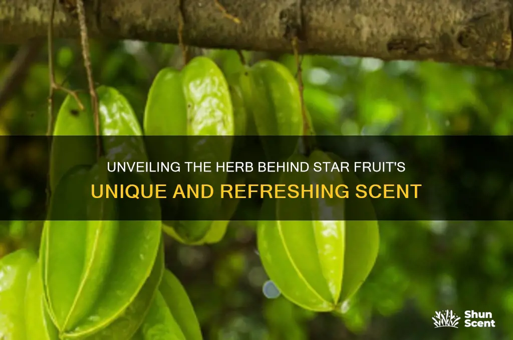 what is the herb in the scent star fruit