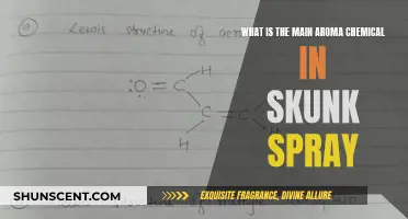 The Stinky Science of Skunk Spray's Main Chemical