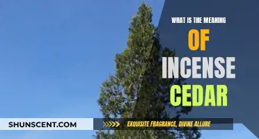 Incense Cedar: A Fragrant Tree's Meaning and Uses