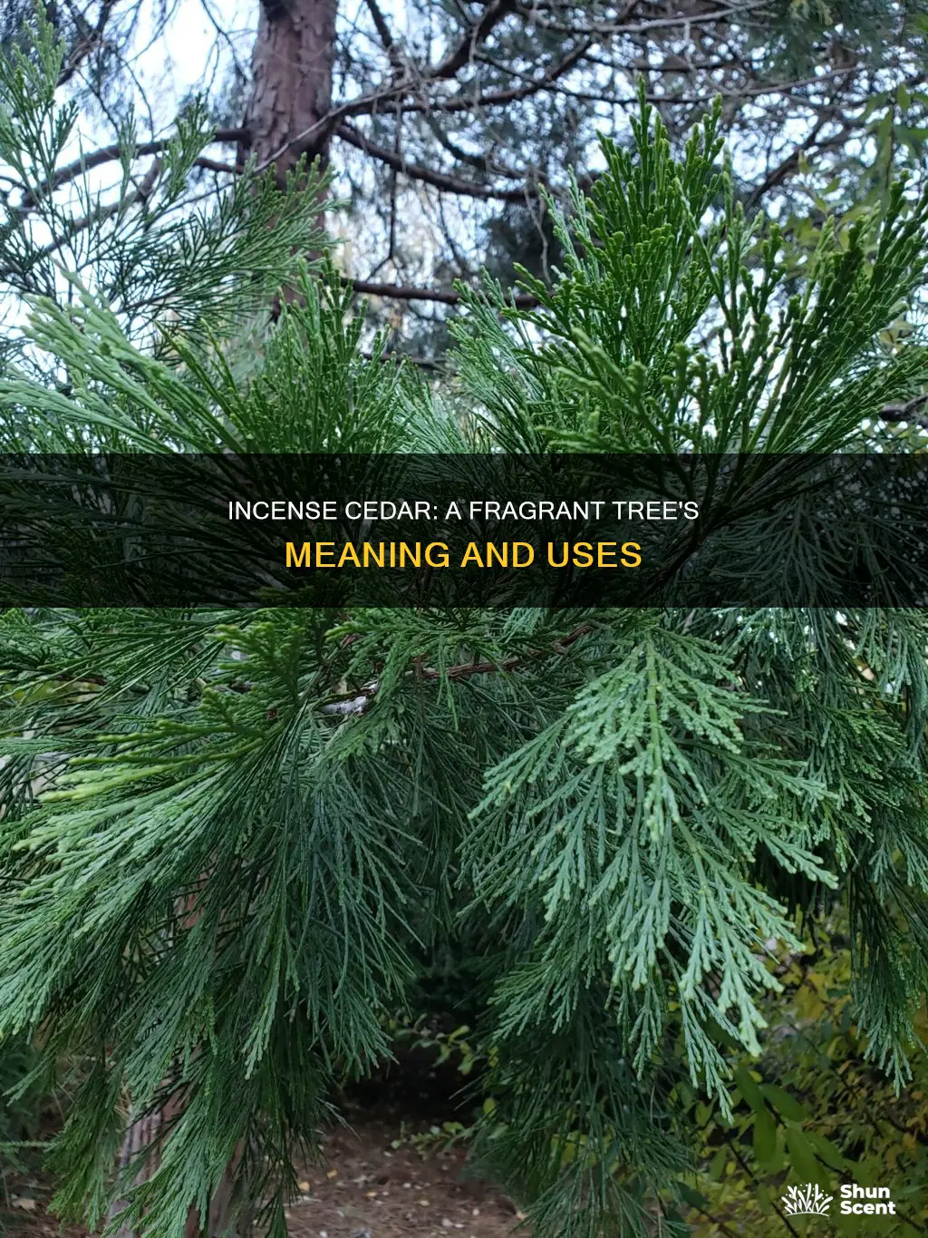 what is the meaning of incense cedar