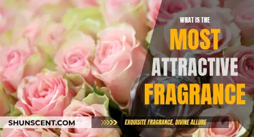 The Allure of Scents: Fragrances That Attract