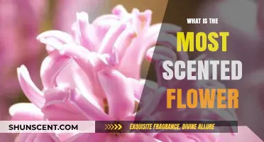 Discover the World's Most Fragrant Flower: A Scented Journey