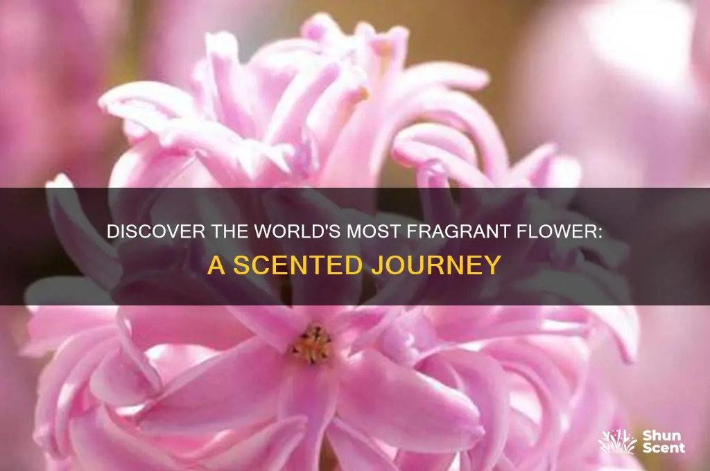 what is the most scented flower