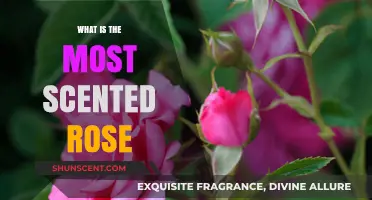Discover the Most Fragrant Rose Varieties for Your Garden