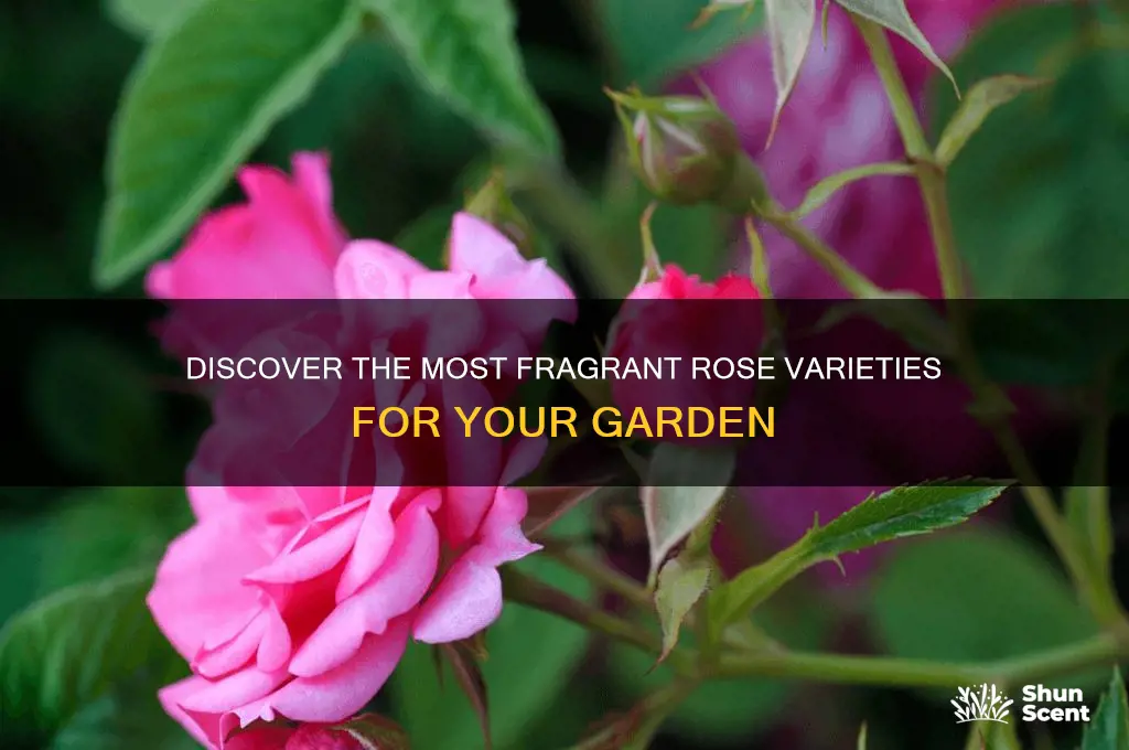 what is the most scented rose