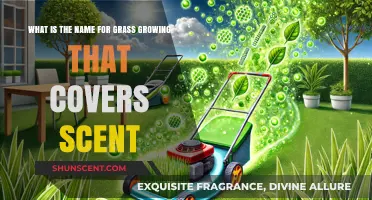 Grass Growth That Masks Scents: Understanding Nature's Aromatic Cover