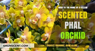 Discover the Name of the Fragrant Yellow Phal Orchid Variety