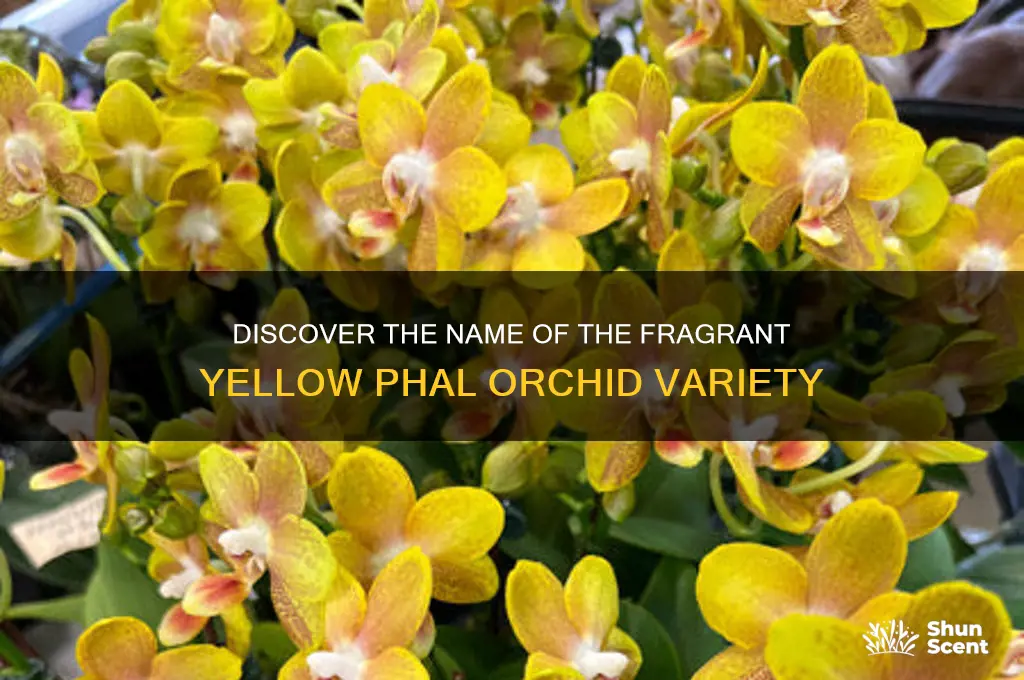 what is the name of a yellow scented phal orchid