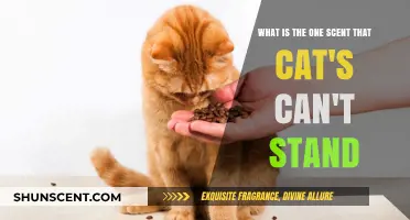 Uncover the Aroma Cats Despise: The Scent They Can't Tolerate