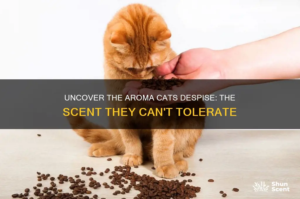 what is the one scent that cat